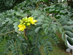 Image result for Caesalpinia ferrea