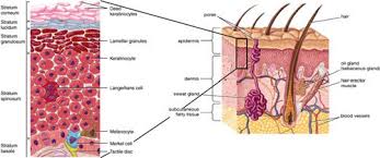 Set color palette guide, picture landscape, layers and human. Cross Section Of Human Skin The Three Main Layers Subcutaneous Fatty Download Scientific Diagram