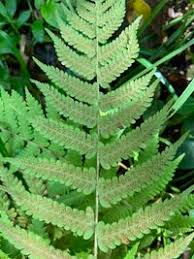 Image result for Christella hispidula