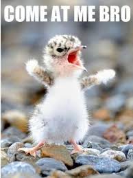 Beth Seawell This Made Me Think Of You Cute Animals Funny Animals Funny Animal Pictures