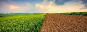 Agriculture | Syngenta