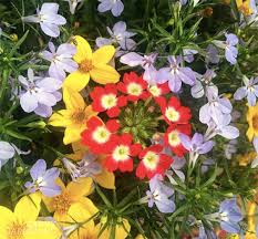 Annual flowers full sun planters. Container Plants For Full Sun Choices For Colour Foliage And Texture