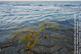 Image result for Caroxylon littoralis