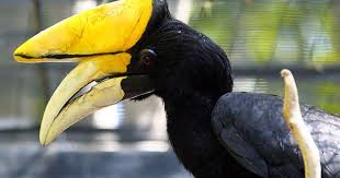 Names Birds That Start With Q Wacky Bird Beaks Bird Beaks Bird Beautiful Birds