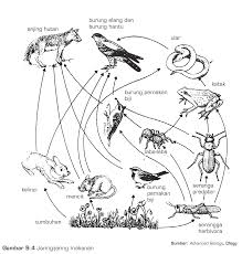 Dalam hukum biologi, rantai makanan (food chain) dapat didefinisikan sebagai rangkaian peristiwa dimana makhluk hidup memangsa makhluk hidup lainnya untuk bertahan hidup. Gambar Jaring Jaring Makanan Dari Kumpulan Berbagai Gambar Rantai Makanan Gambar Gambar Keren Ilustrasi