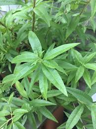 Images of lemon verbena alousia trifolia / wild farms dreamstime is the world`s largest stock photography community. Images Of Lemon Verbena Alousia Trifolia Lemon Verbena High Resolution Stock Photography And Images Alamy