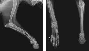 Dog leg problems can be classified to further understand how they should be dealt with and treated. Casey And His Orthopets Forelimb Prosthetic Device Front Leg Prosthetic Orthopets