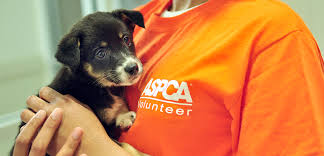 Save a purrfect cat rescue. Volunteer At The Aspca Adoption Center Aspca