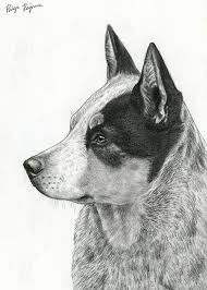 Black And White Cattle Dog Long Hair Australian Cattle Dog Canvas Print By Paige Rajnus Cattle Dog Australian Cattle Dog Blue Heeler Dogs