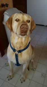 Wheat, Benjamin A Mugshot