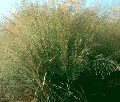 Image result for Eragrostis phyllacantha