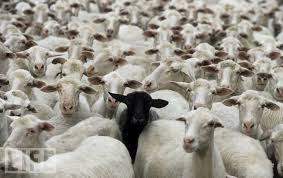 Black And White Sheep Picture 2010 Pictures Of The Year Photo Gallery Life Black Sheep Black Sheep Of The Family Sheep