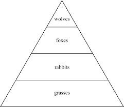 Maybe you would like to learn more about one of these? Http Www Buckeyevalley K12 Oh Us Userfiles 247 Classes 8497 Food 20webs 20practice Pdf