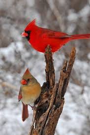 Small Birds That Look Like Cardinals Colorido Beautiful Birds Cardinal Birds Pretty Birds