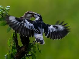 Burung kapasan sebenarnya memiliki wilayah persebaran cukup luas. Burung Kapasan Kemiri Burung Kapasan Kemiri Or Pied Trille Flickr