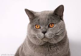 British Shorthair Cat British Shorthair Cats Cats And Kittens British Shorthair