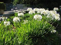 Flowers Land White Agapanthus White Agapanthus White Gardens Plants