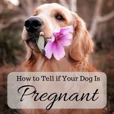 If you believe your dog is aggressive, it's best to seek professional help. How To Tell If Your Dog Is Pregnant Signs And Home Pregnancy Tests Pethelpful
