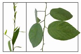 Image result for Pleurolobus salicifolius