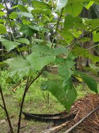 Image result for Macaranga kilimandscharica