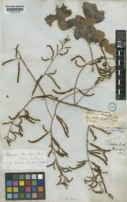 Image result for Adenopodia schlechteri