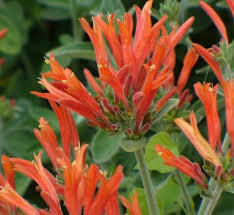 Image result for Acanthaceae