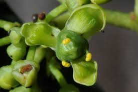 Image result for Gymnosporia heterophylla