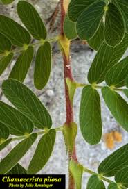 Image result for Chamaecrista plumosa
