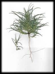 Image result for Afrohybanthus densifolius