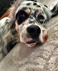 Pin By Selvin Bulut On Maya English Setter Irish Setter Dogs