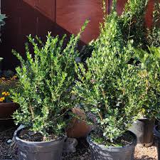 BUXUS SEMPERVIRENS FAULKNER (SMALL- LEAVED BOXWOOD FAULKNER) | Χορομίδης