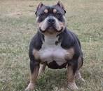 PuppyFind | American Bully Puppies for Sale
