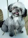 Pug Mix Puppies For Sale - Pug Mix Breed Profile ...