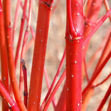 Ideally, they should be planted in somewhat acidic soil, in a damp area that receives ample sunlight. Cornus Alba Red Dogwood Hedge Hedges Direct