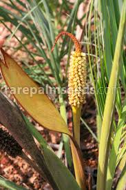 Image result for Cyathea mildbraedii