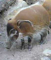 Download iate, european union, 2017. Pinselohrschwein Wikipedia