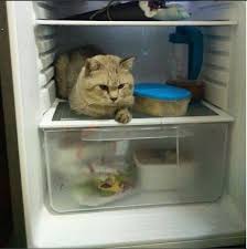 Memancing anak kucing untuk bak adalah salah satu poin penting dalam cara merawat bayi kucing. Hilang Kucing Bagai Kehilangan Ahli Keluarga Sendiri I Feel U Bro Netizen Kongsi Kesedihan Bersama Saiful Apek Keluarga