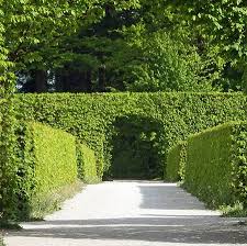 It can cover walls, fences, build hedges and add privacy. Home Dzine Garden Ideas A Natural Green Hedge Offers A Privacy Solution