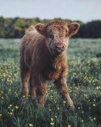 Furry Friend Cute Baby Cow Fluffy Cows Cute Baby Animals