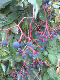 Image result for Vitaceae