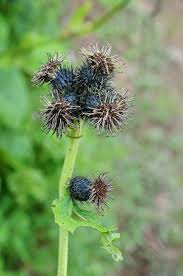 Image result for Costularia