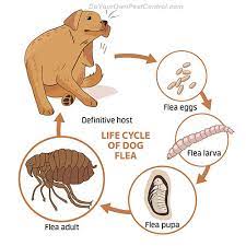 Fleas are tiny, wingless pests that live off of the blood of cats, dogs, and humans. Get Rid Of Fleas Flea Control