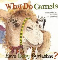 Bushy eyebrows and long, heavy eyelashes help protect the camels' eyes from dust and sand. Why Do Camels Have Long Eyelashes Jennifer Shand 9781486702039