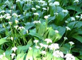 Jun 28, 2021 · having been here for six months now, here's 85 things you may want to know about immigrating to the uk, writes south african abroad dene botha: 12 Edible Indigenous South African Plants Secret Africa