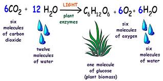 Bil 226 Lecture 10 Photosynthesis 6th Grade Science Molecules