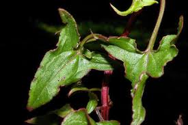 Image result for Rumex sagittatus