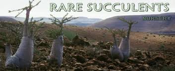 Image result for Stathmostelma fornicatum