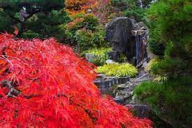 Fall Colors In The Seike Japanese Garden In Seatac Ellen M Banner The Seattle Times Japanese Garden Seatac Garden