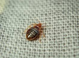 Image result for bed bugs