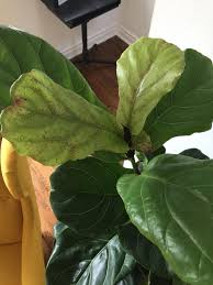The curl on the fig leaf is a fungai this is caused due to lack of water, i have the same problem, make sure they get plenty of sun as well. There Are Reddish Purple Spots On The New Leaves Of My Fiddleleaf Fig Tree What S Happening Indoorgarden